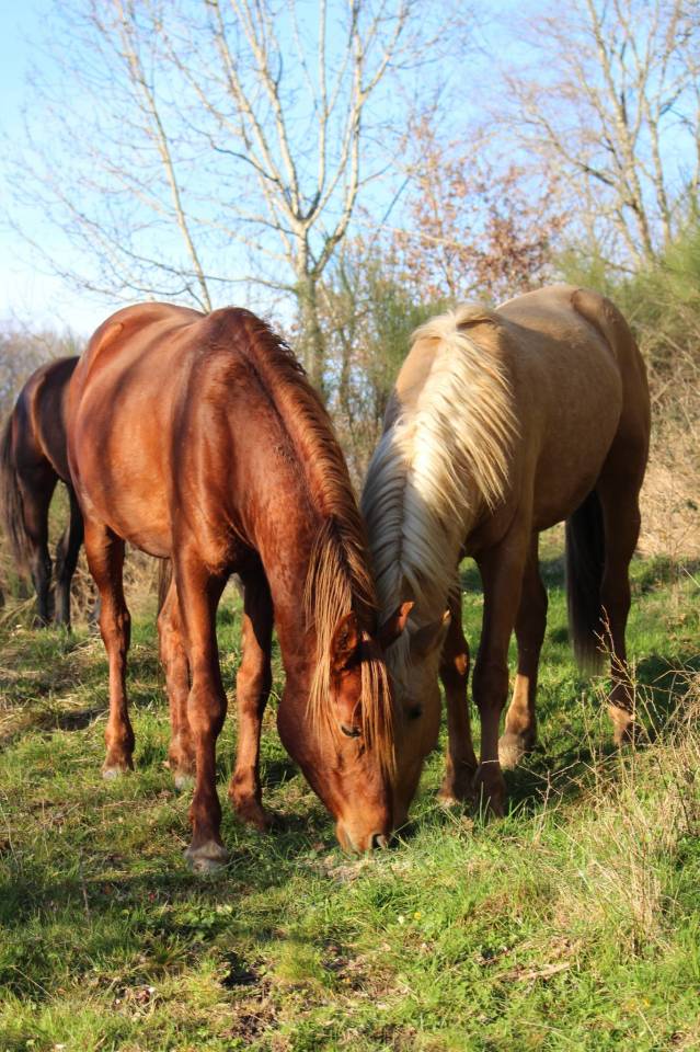 Gelding Arabian Thoroughbred For sale 2020 Chesnut