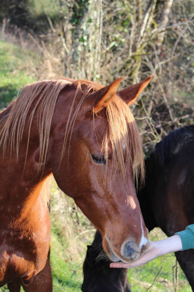 Gelding Arabian Thoroughbred For sale 2020 Chesnut