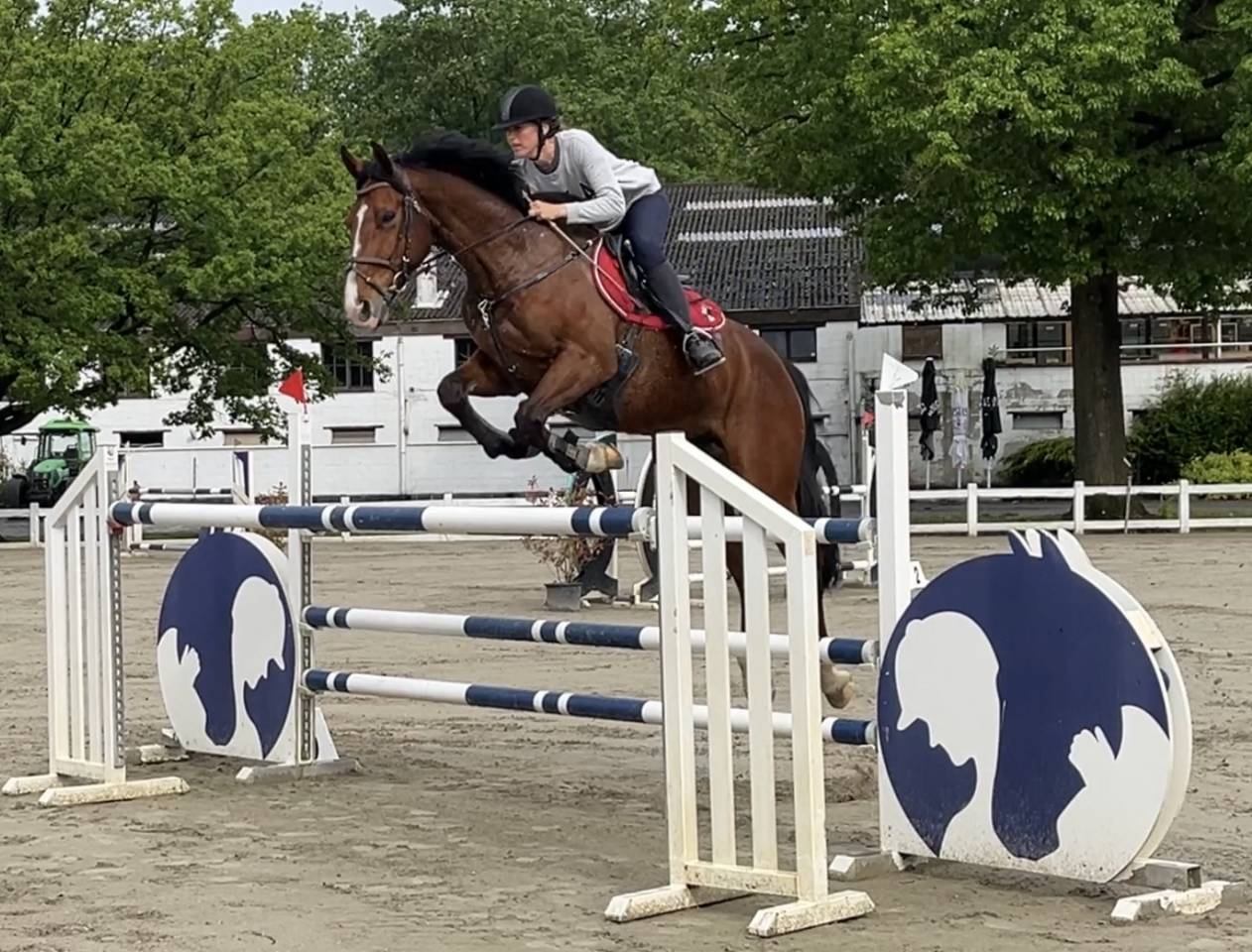 Gelding sBs Belgian Warmblood For sale 2016 Bay