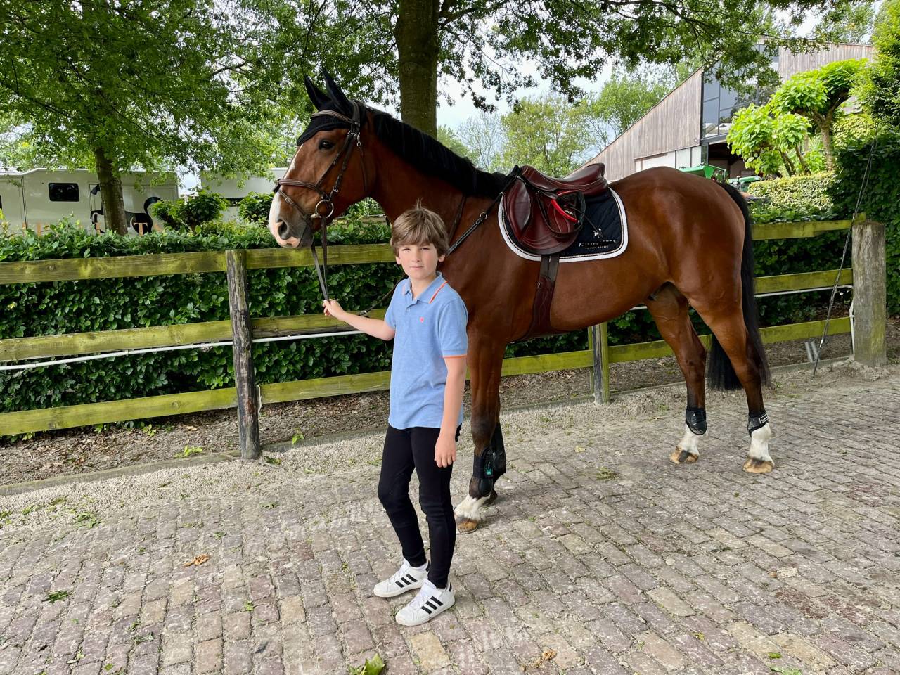 Gelding sBs Belgian Warmblood For sale 2016 Bay