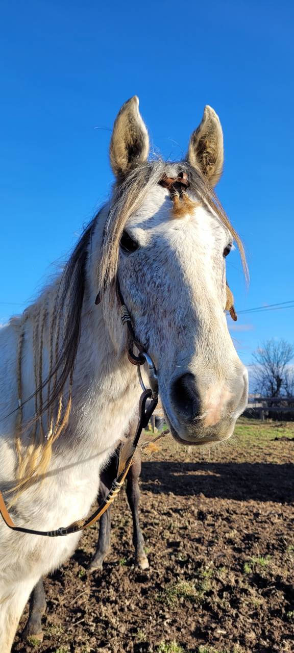 Stallion Origin Recorded For sale 2017 Coloured