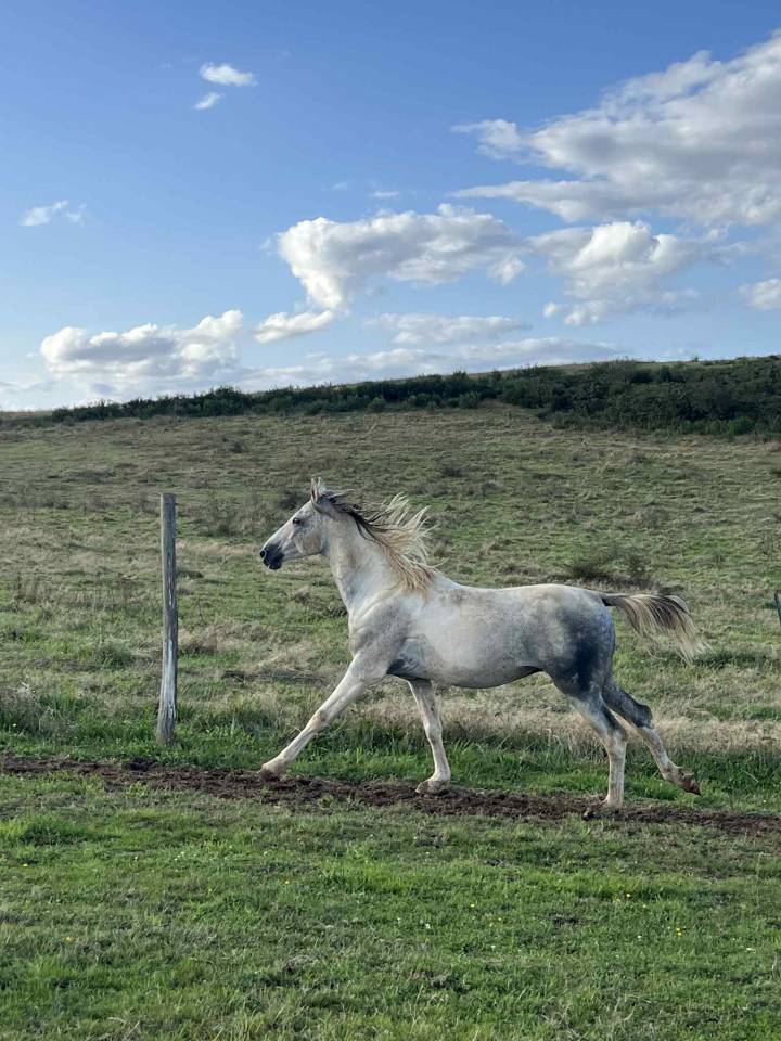 Stallion Origin Recorded For sale 2017 Coloured