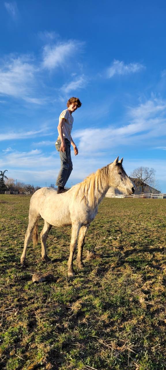 Stallion Origin Recorded For sale 2017 Coloured