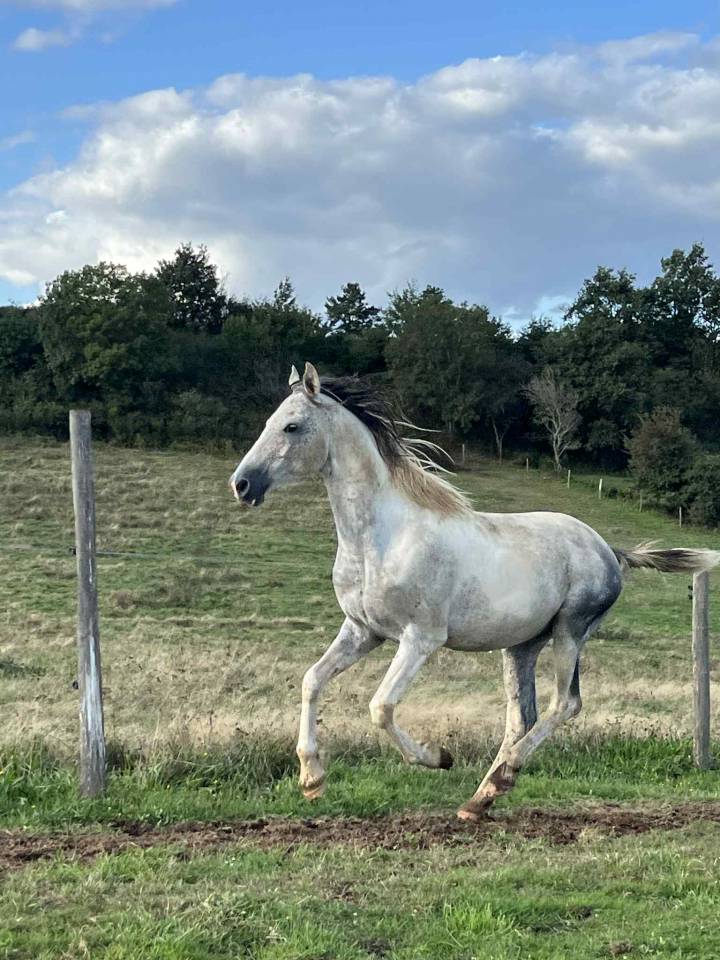 Stallion Origin Recorded For sale 2017 Coloured