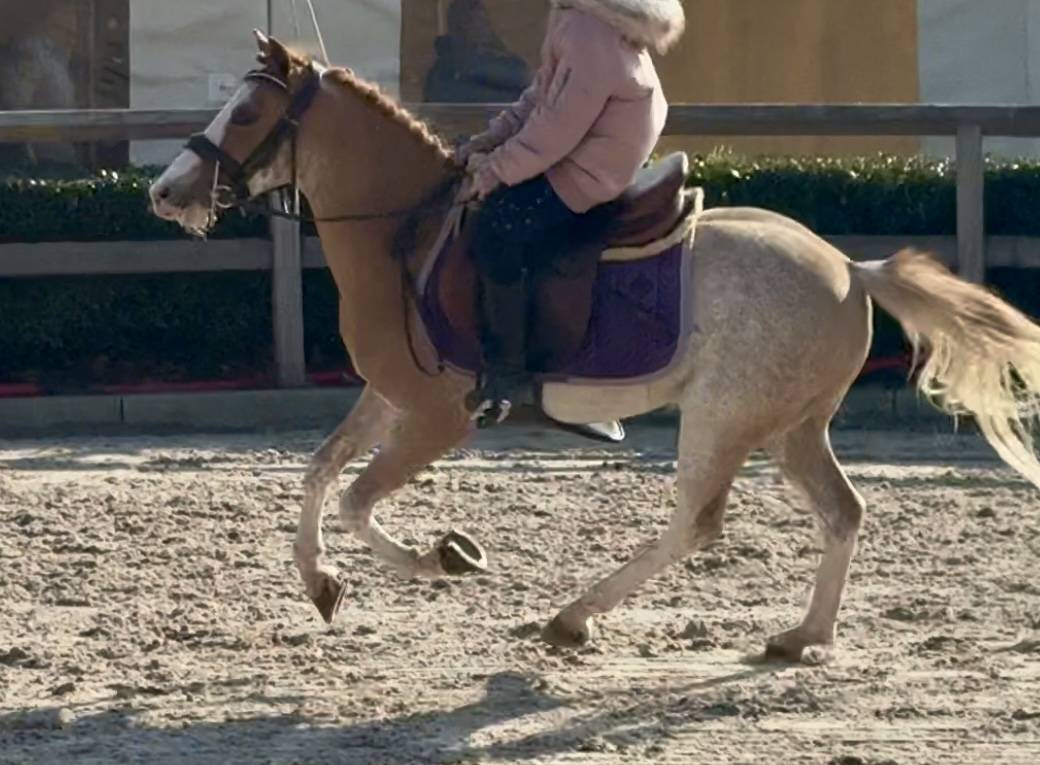 Gelding Welsh Pony (Section B) For sale 2016 Sorrel