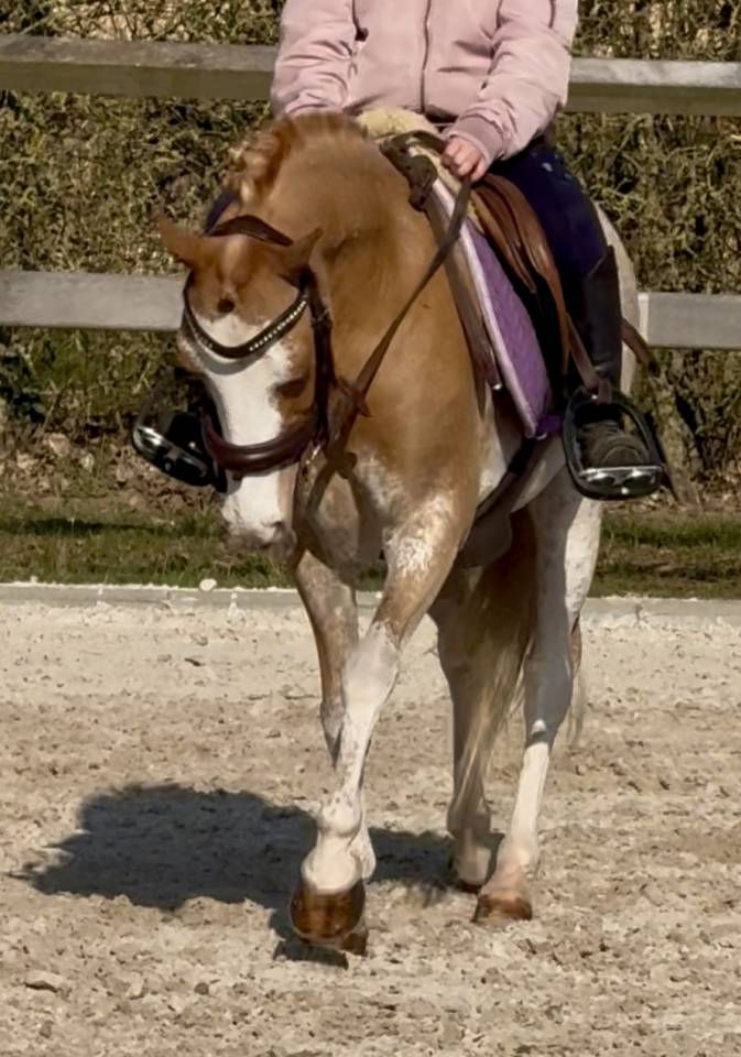 Gelding Welsh Pony (Section B) For sale 2016 Sorrel