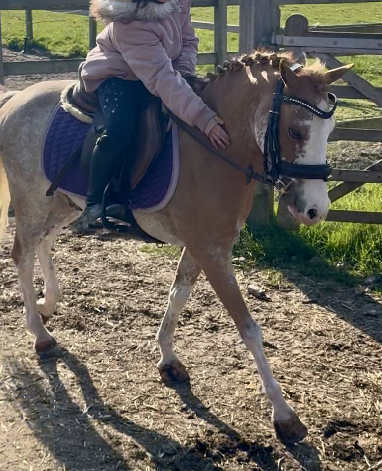 Gelding Welsh Pony (Section B) For sale 2016 Sorrel