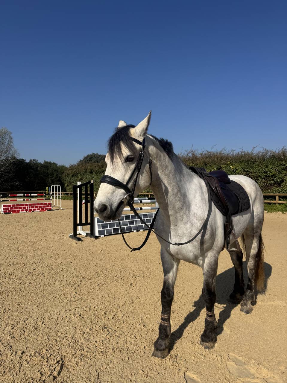 Gelding Connemara For sale 2019 Grey