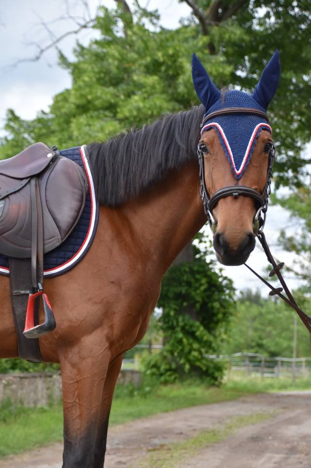 Mare French Saddle Pony For sale 2019 Bay