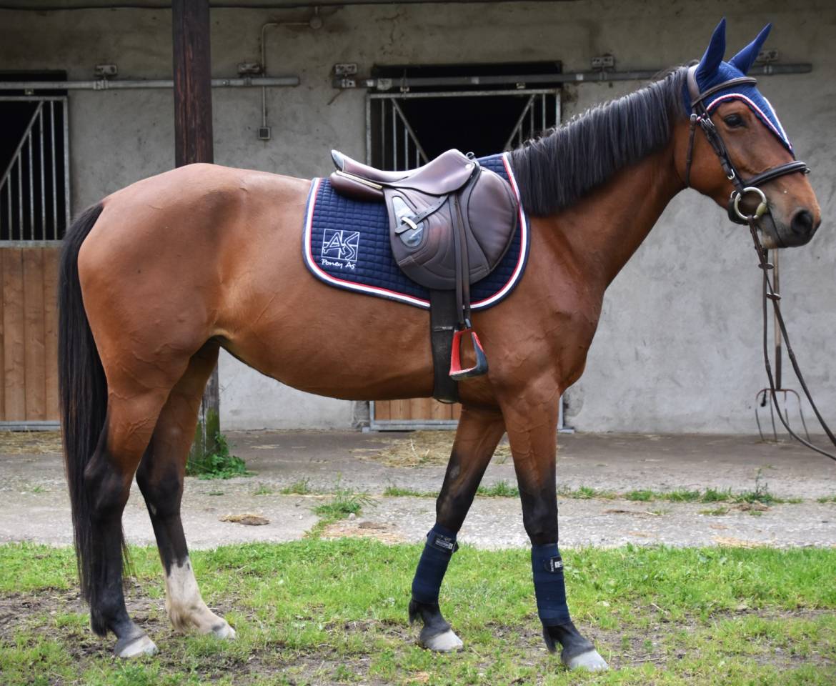 Mare French Saddle Pony For sale 2019 Bay