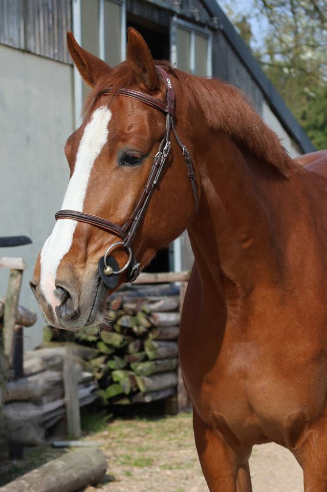 Gelding Selle Fran&ccedil;ais For sale 2022 Chesnut