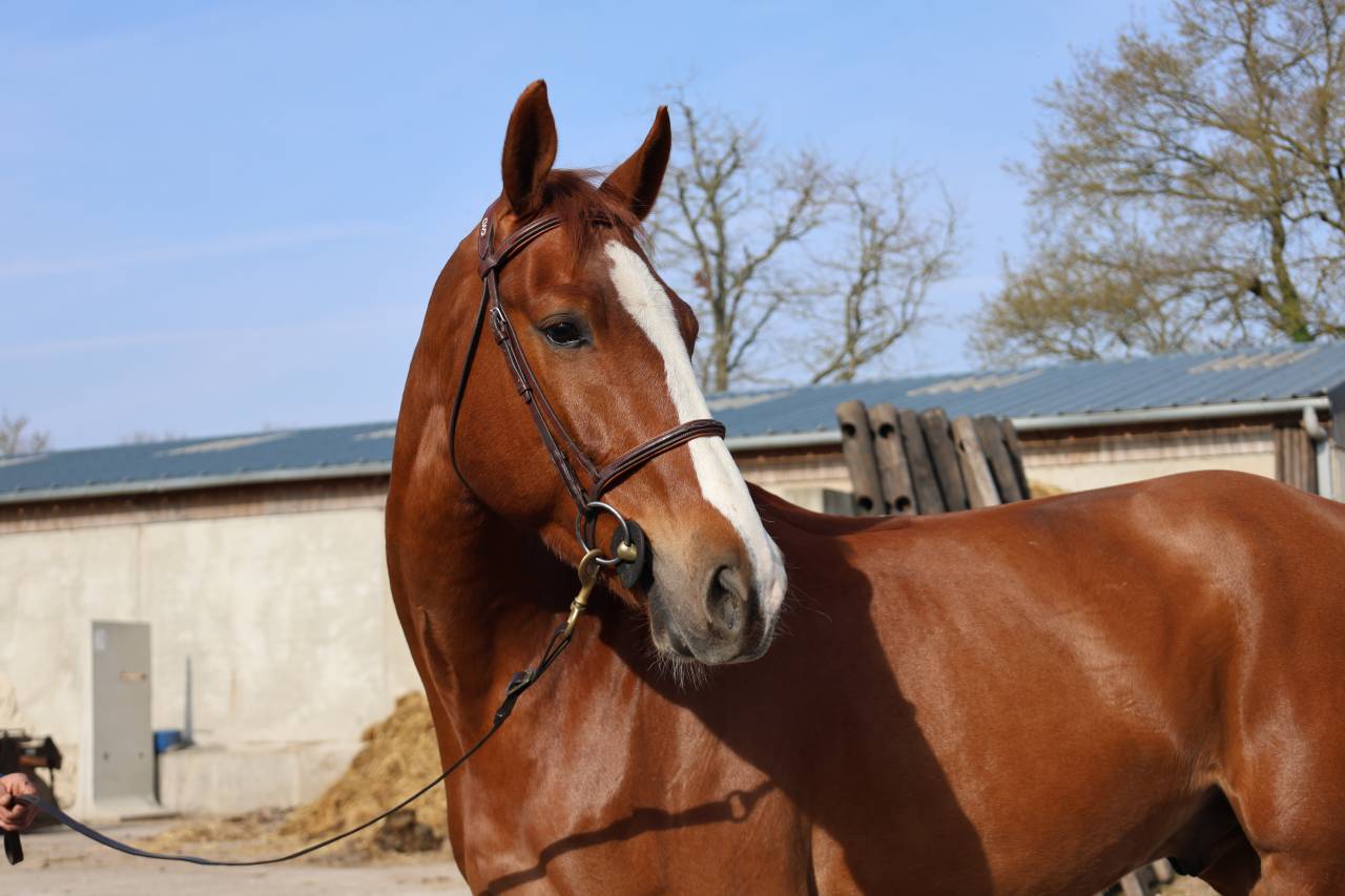 Gelding Selle Fran&ccedil;ais For sale 2022 Chesnut