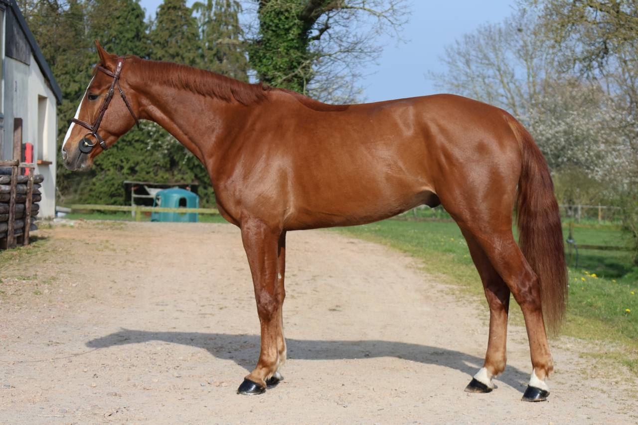 Gelding Selle Fran&ccedil;ais For sale 2022 Chesnut
