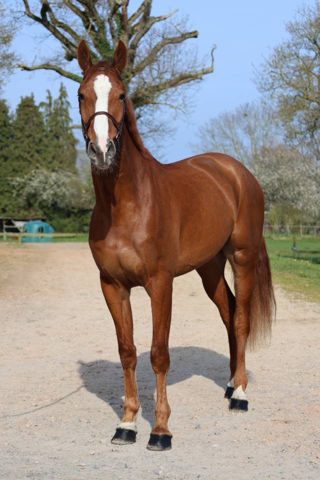 Gelding Selle Fran&ccedil;ais For sale 2022 Chesnut