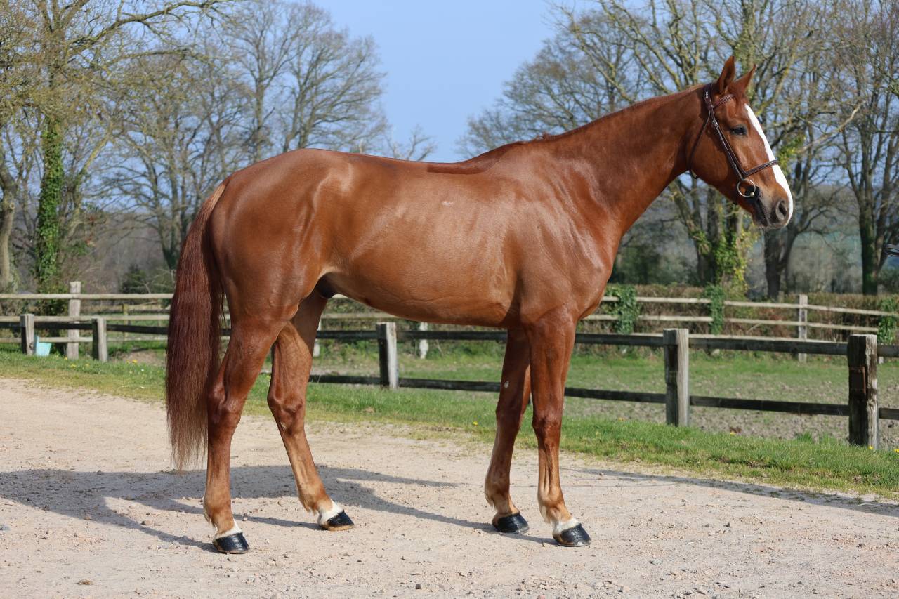 Gelding Selle Fran&ccedil;ais For sale 2022 Chesnut