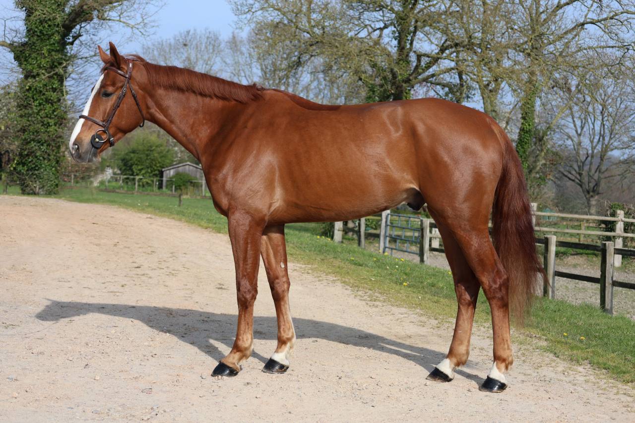 Gelding Selle Fran&ccedil;ais For sale 2022 Chesnut
