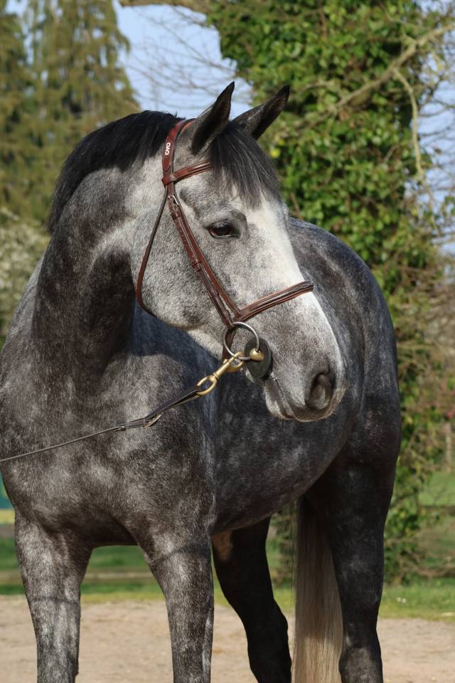 Gelding Selle Fran&ccedil;ais For sale 2020 Grey