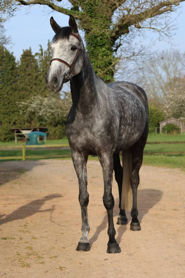 Gelding Selle Fran&ccedil;ais For sale 2020 Grey