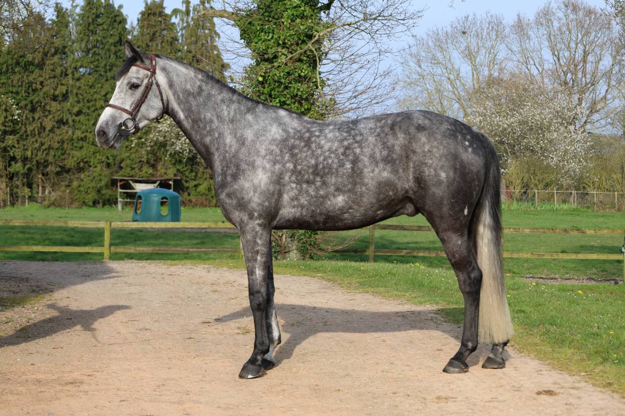 Gelding Selle Fran&ccedil;ais For sale 2020 Grey