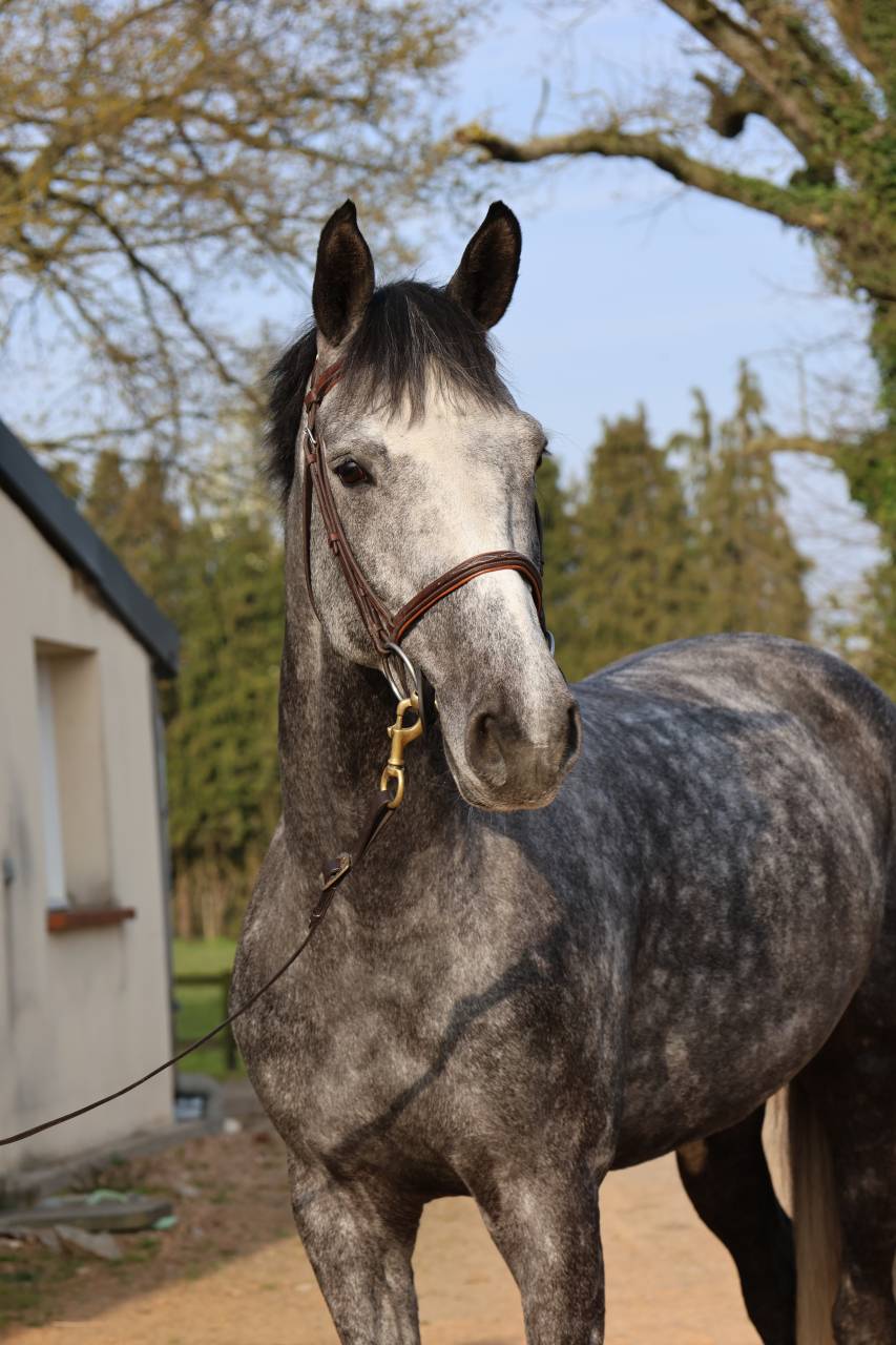 Gelding Selle Fran&ccedil;ais For sale 2020 Grey