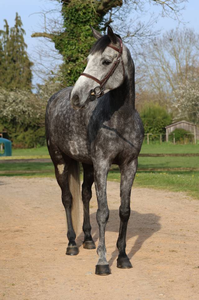 Gelding Selle Fran&ccedil;ais For sale 2020 Grey