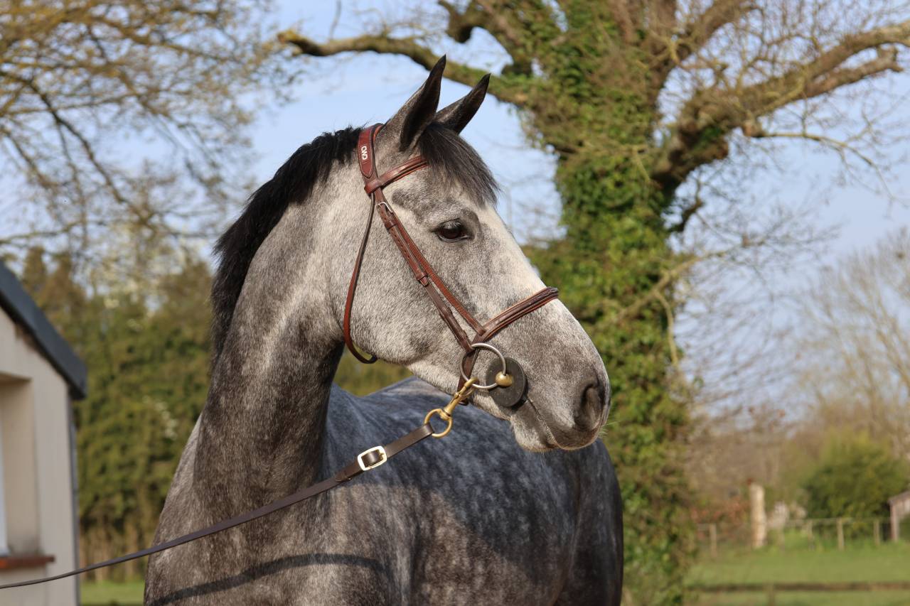 Gelding Selle Fran&ccedil;ais For sale 2020 Grey