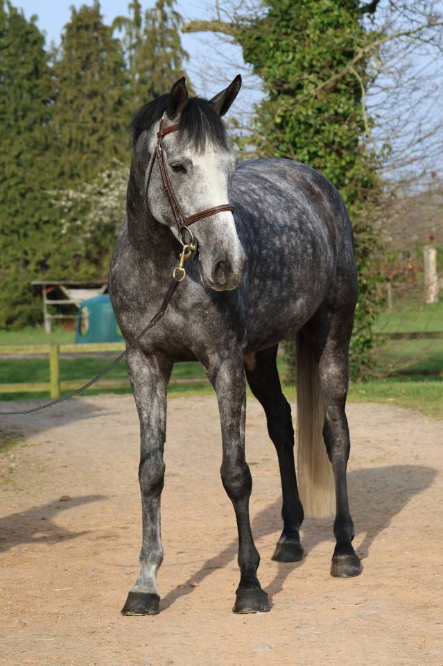 Gelding Selle Fran&ccedil;ais For sale 2020 Grey