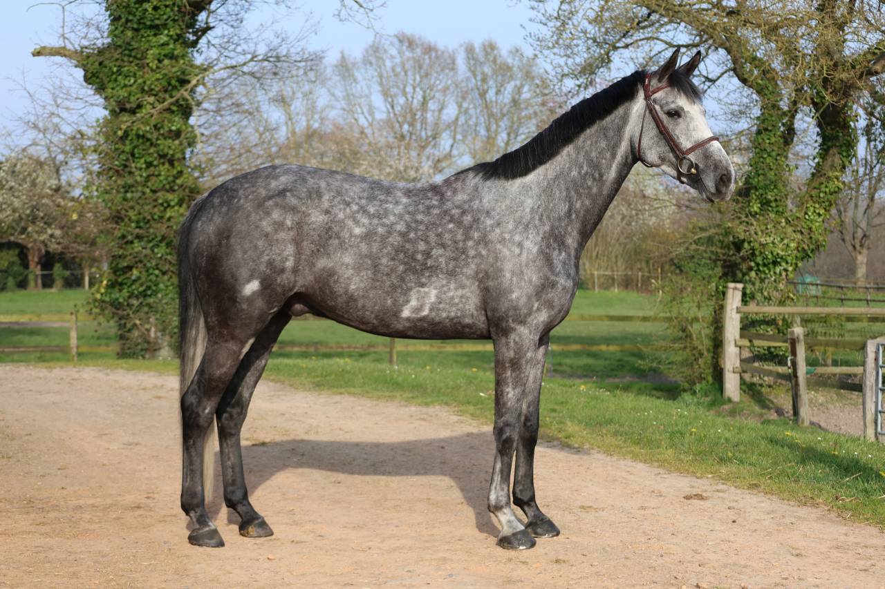 Gelding Selle Fran&ccedil;ais For sale 2020 Grey