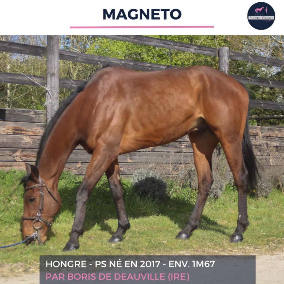 Gelding Thoroughbred For sale 2017 Bay
