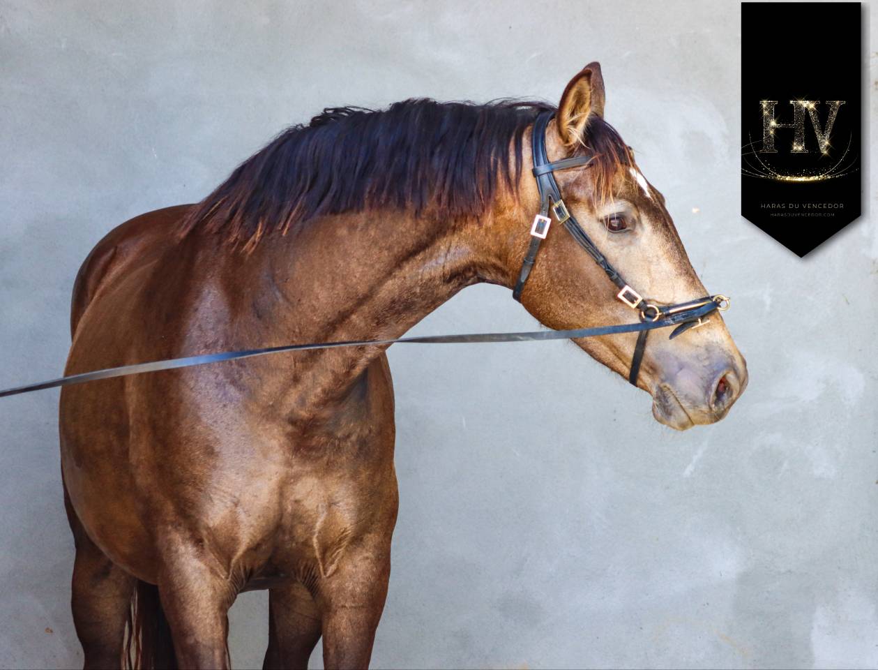 Mare AES Anglo European Studbook For sale 2020 Buckskin