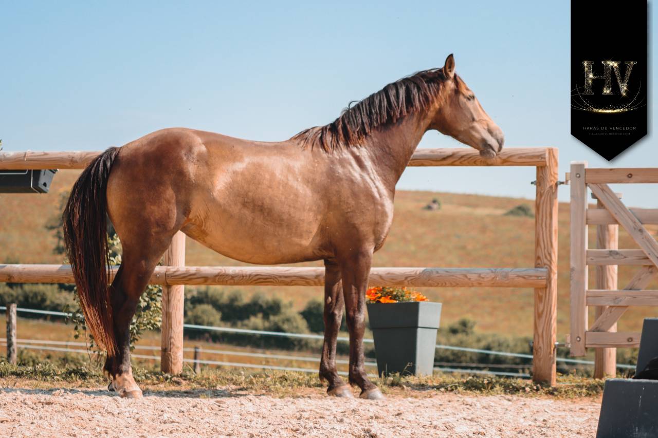 Mare AES Anglo European Studbook For sale 2020 Buckskin