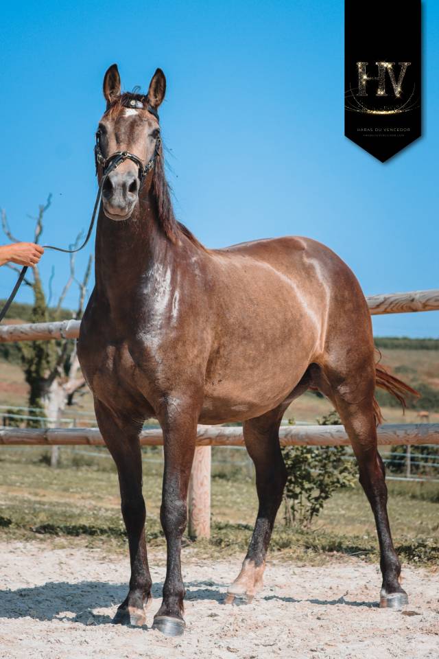 Mare AES Anglo European Studbook For sale 2020 Buckskin