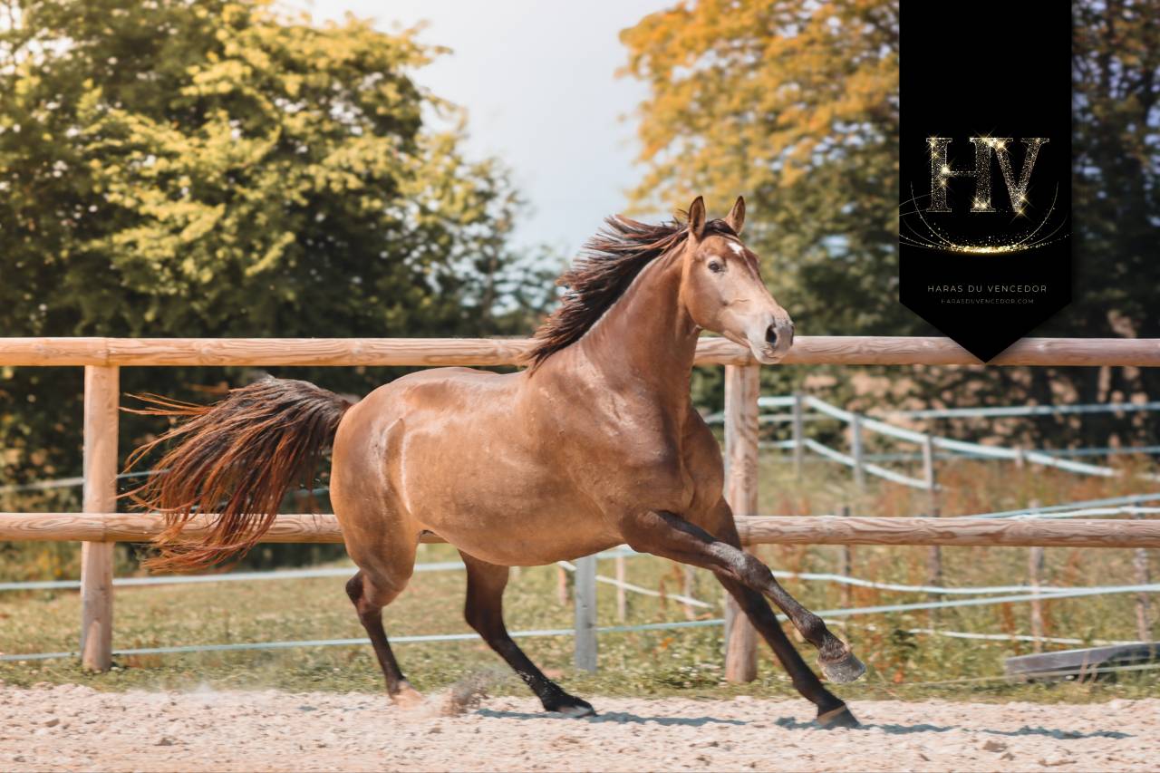 Mare AES Anglo European Studbook For sale 2020 Buckskin