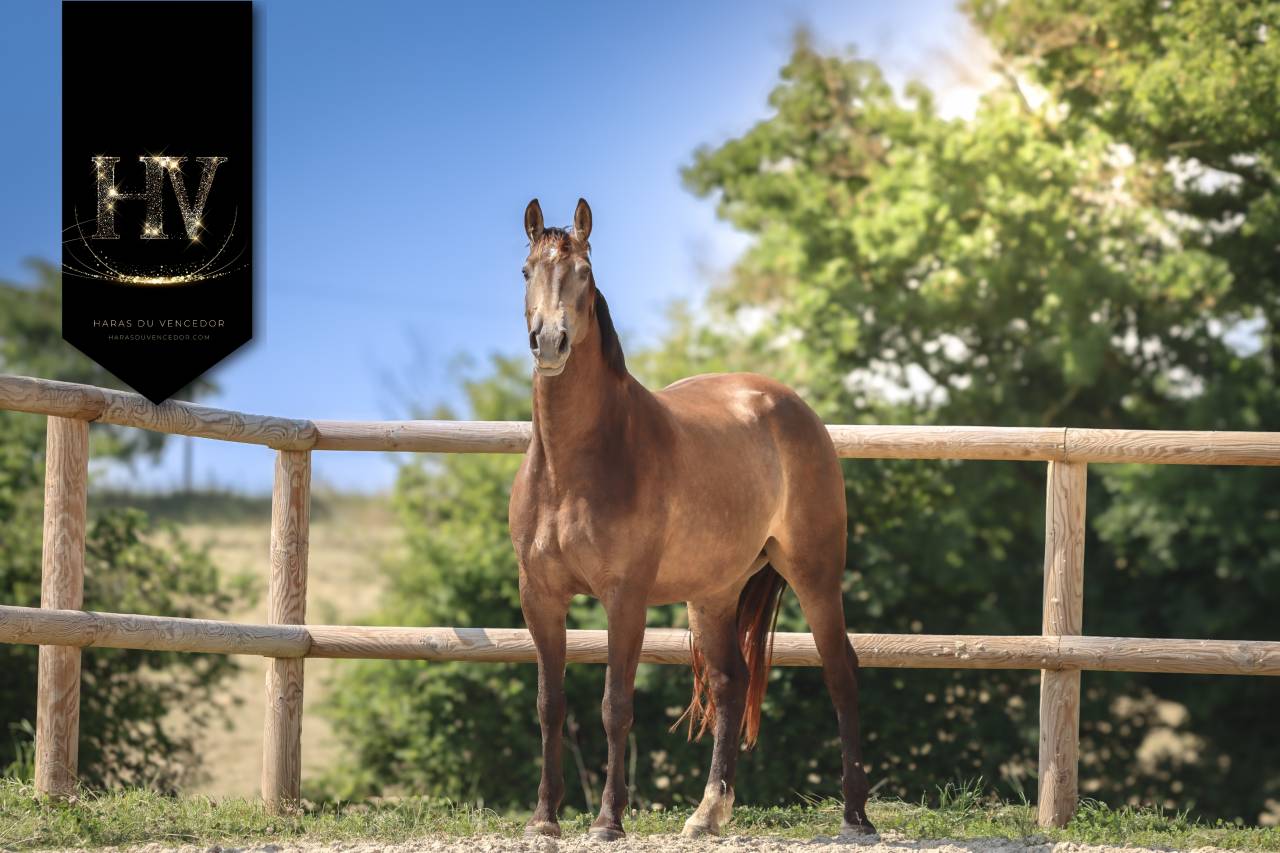 Mare AES Anglo European Studbook For sale 2020 Buckskin