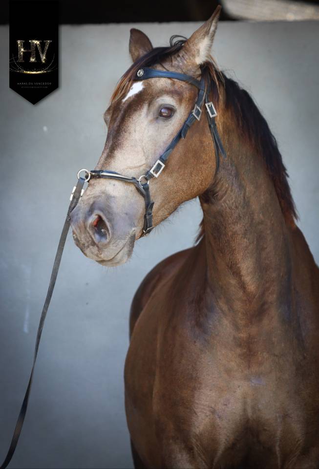 Mare AES Anglo European Studbook For sale 2020 Buckskin