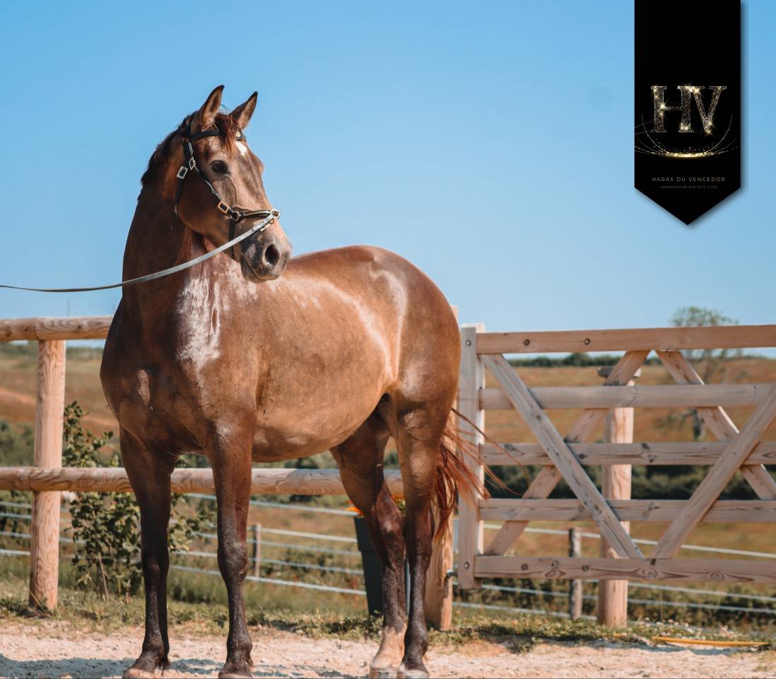 Mare AES Anglo European Studbook For sale 2020 Buckskin