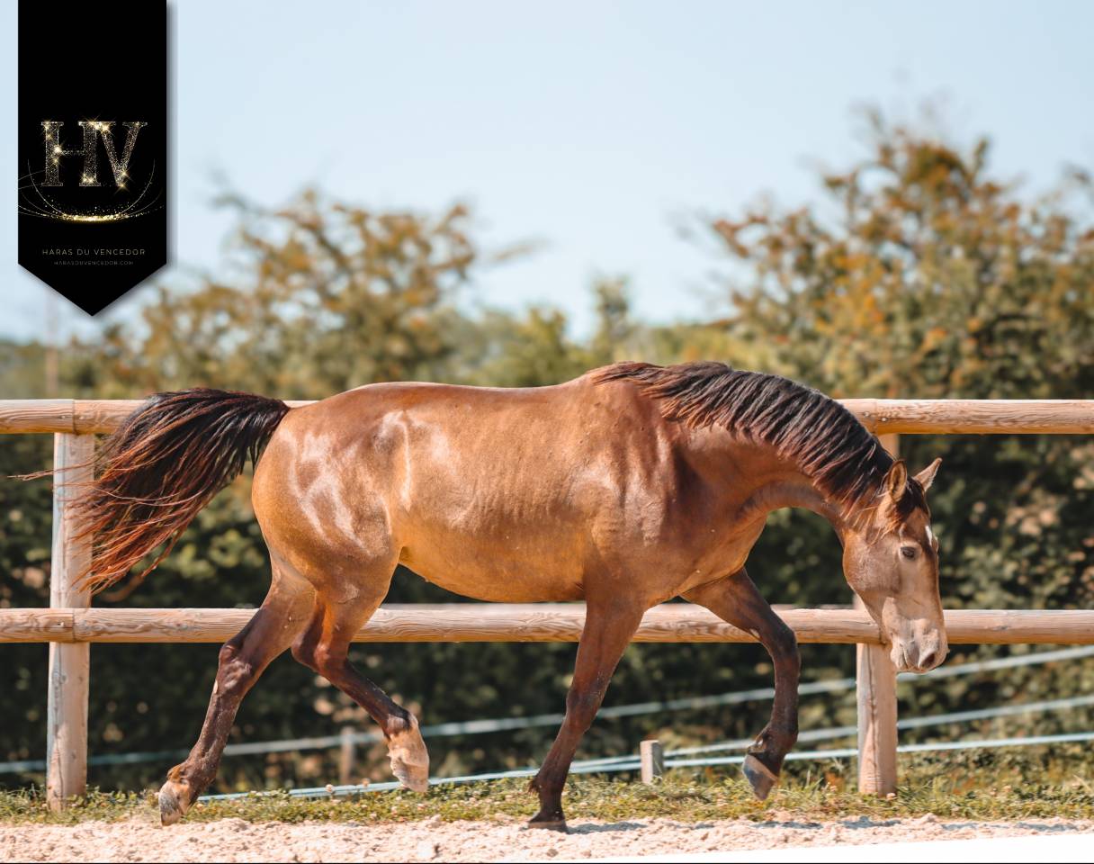 Mare AES Anglo European Studbook For sale 2020 Buckskin