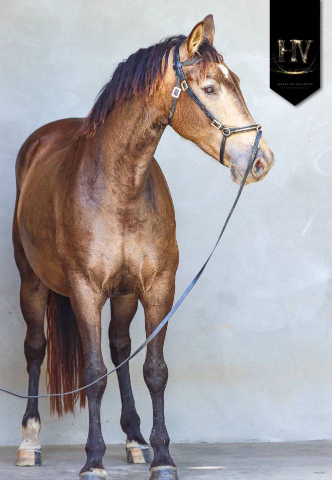 Mare AES Anglo European Studbook For sale 2020 Buckskin