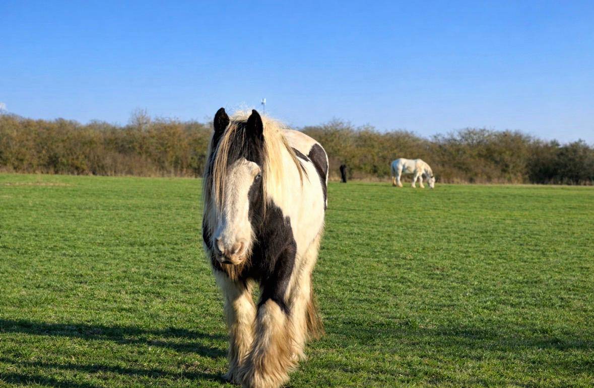 Equestrian property  Eure