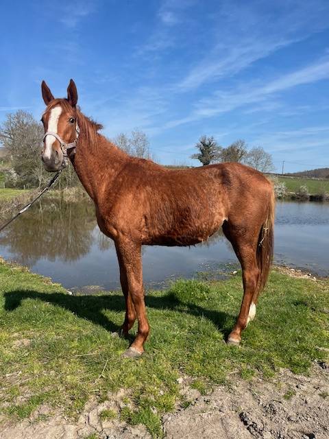 Filly Selle Fran&ccedil;ais For sale 2024 Chesnut