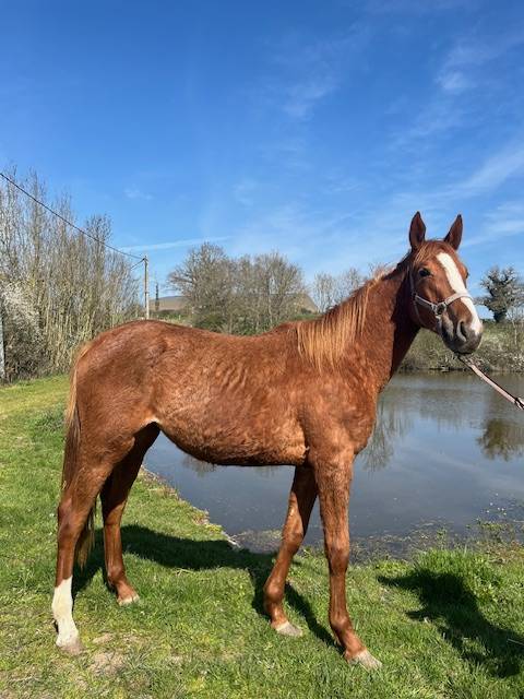 Filly Selle Fran&ccedil;ais For sale 2024 Chesnut