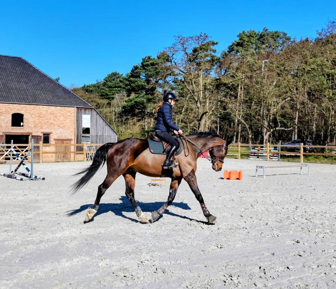 Gelding sBs Belgian Warmblood For sale 2018 Bay
