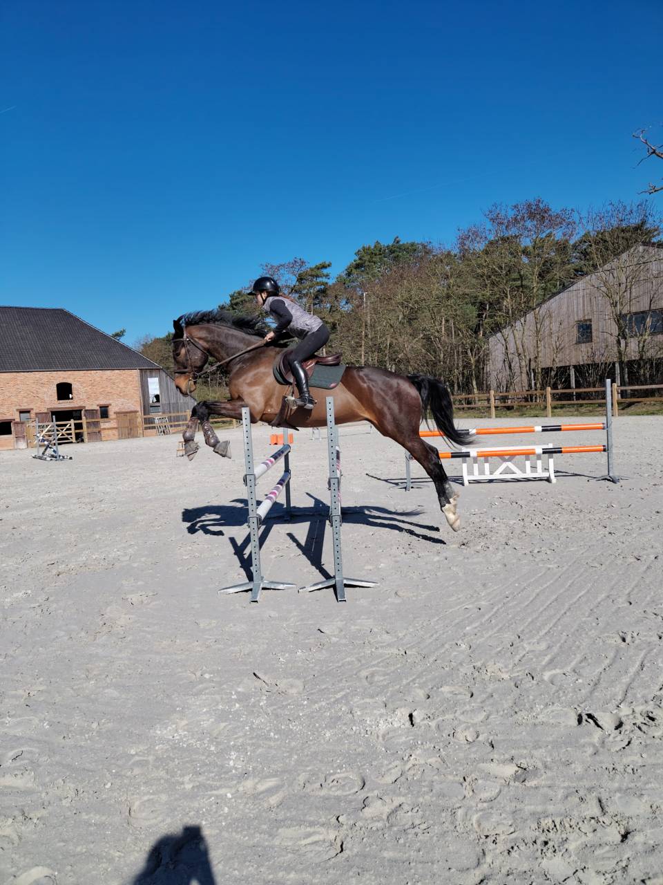Gelding sBs Belgian Warmblood For sale 2018 Bay