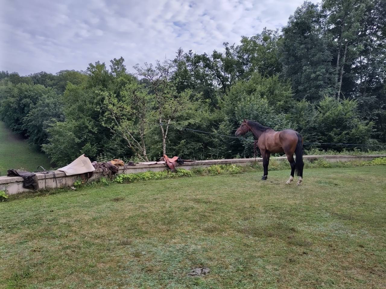 Gelding sBs Belgian Warmblood For sale 2018 Bay