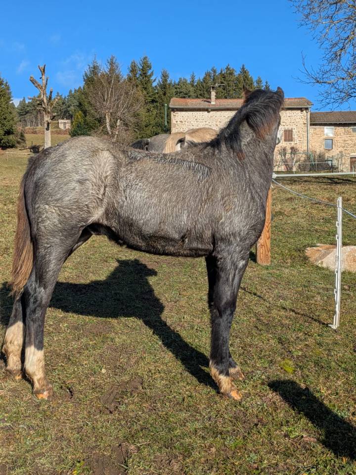 Entire Welsh Part Bred For sale 2025 Grey