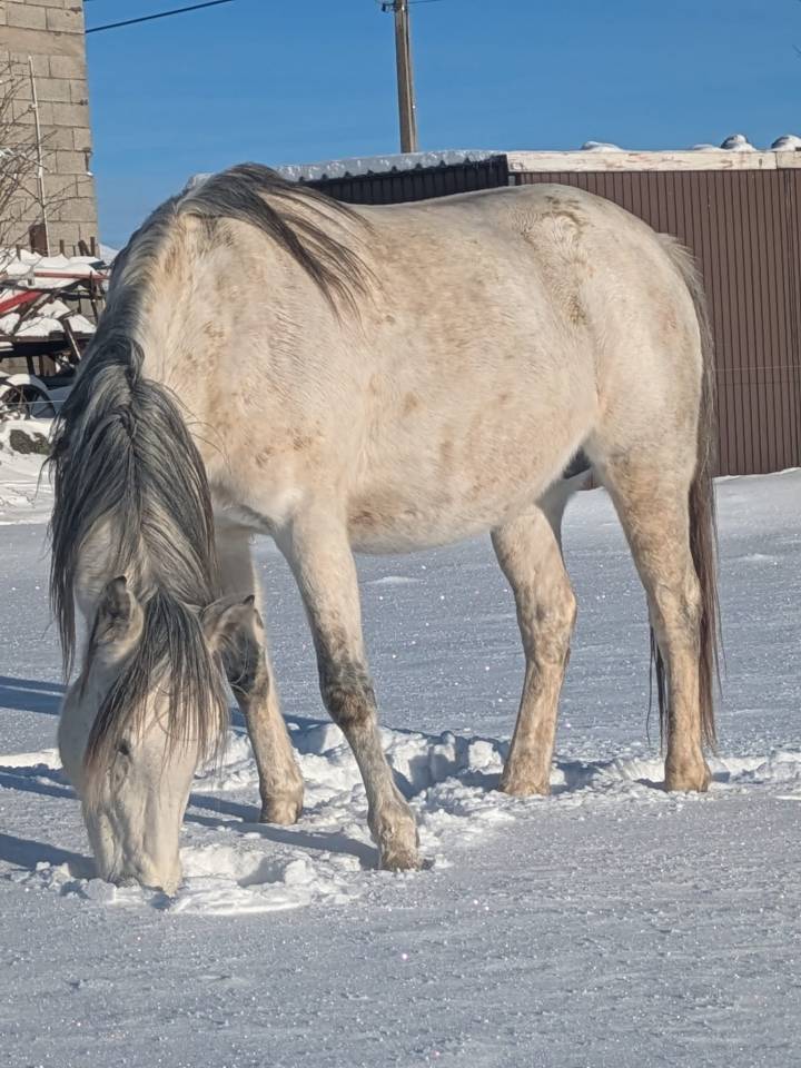 Entire Welsh Part Bred For sale 2025 Grey