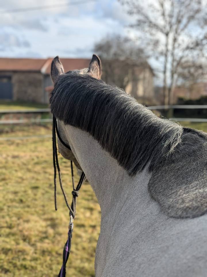 Entire Welsh Part Bred For sale 2025 Grey