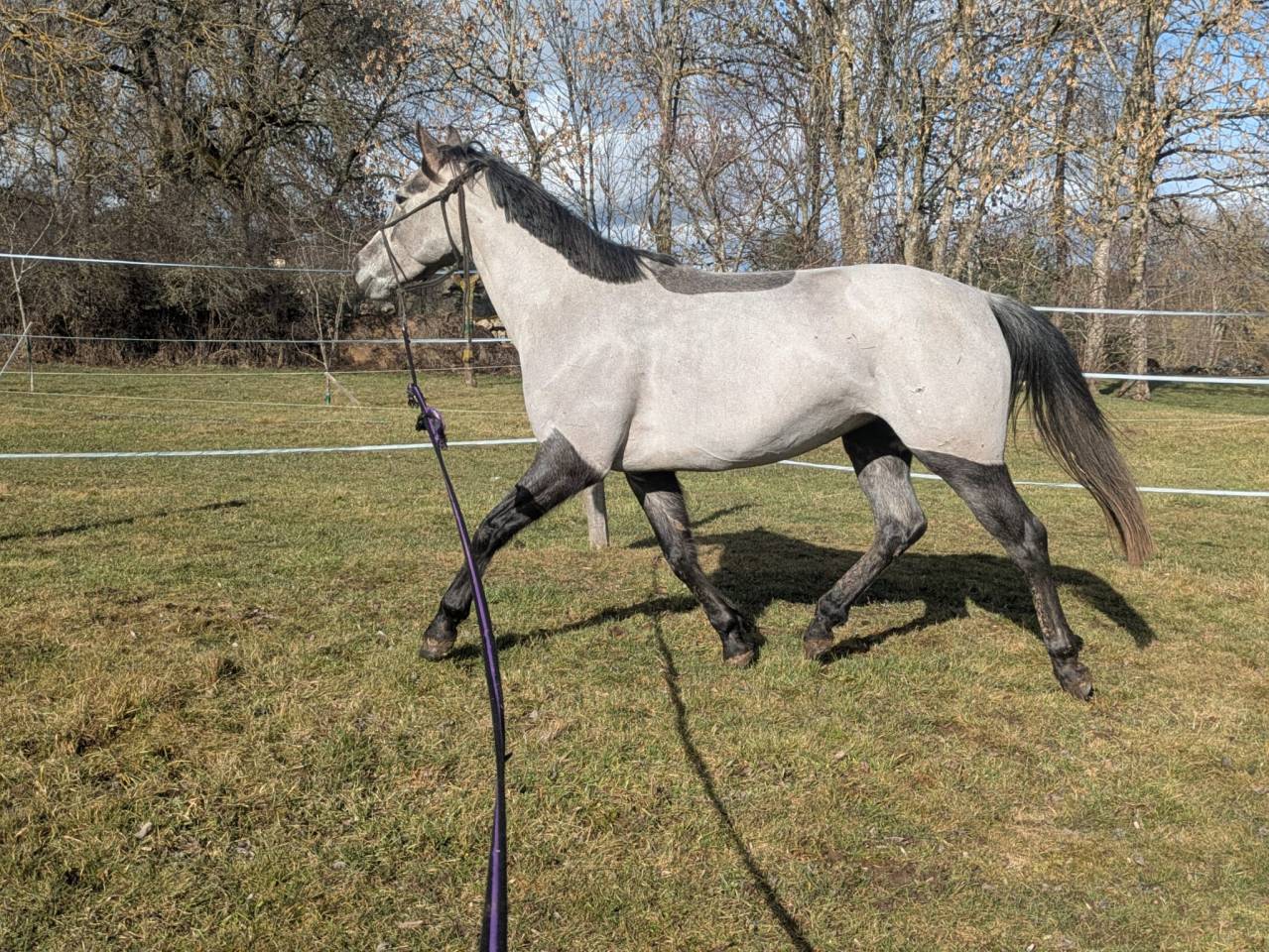 Entire Welsh Part Bred For sale 2025 Grey