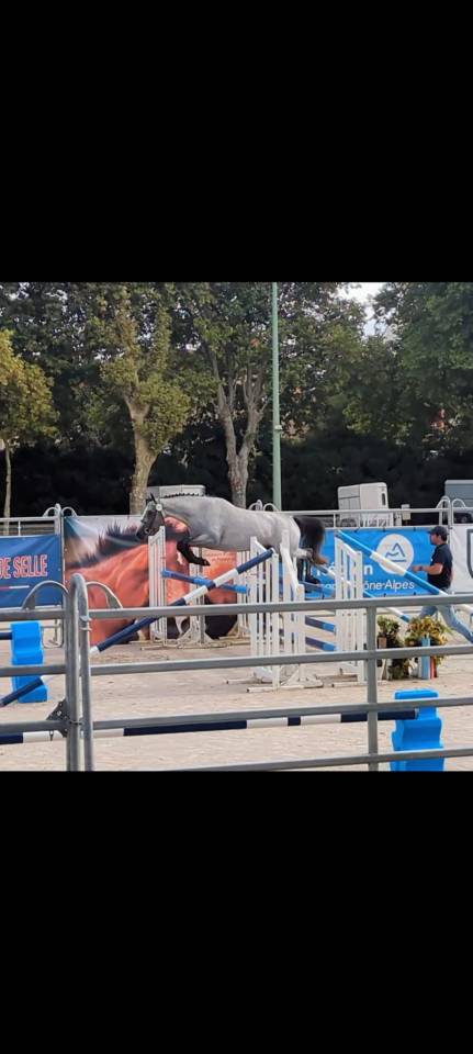 Entire Welsh Part Bred For sale 2025 Grey