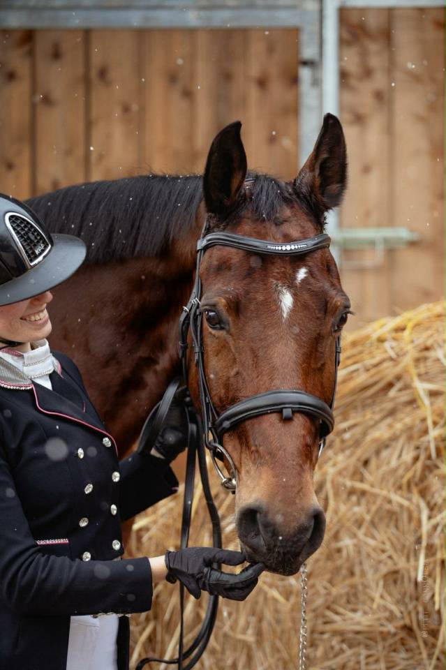 Gelding BWP Belgian Warmblood For sale 2011 Bay